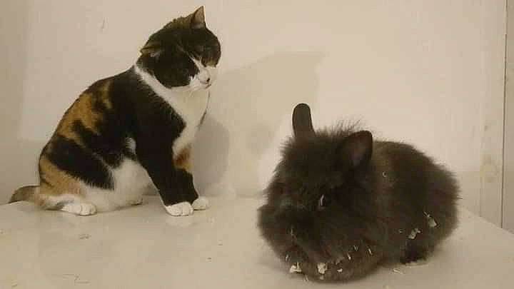 Niagara participe au concours pour gagner de l'argent avec cette photo : carnivore, cat, claw, dog_breed, domestic_short_haired_cat, felidae, flooring, fur, paw, small_to_medium_sized_cats, snout, tail, terrestrial_animal, whiskers