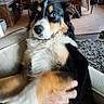 Djinko a rejoint le concours — aidez-le/la à gagner de superbes lots ! dog, couch, living_room, hand, petting, blue_eyes, tricolor, fur, furniture, carpet, wooden_chair, table, blanket, indoor, cozy, person_hand, relaxing, animal, domestic, home