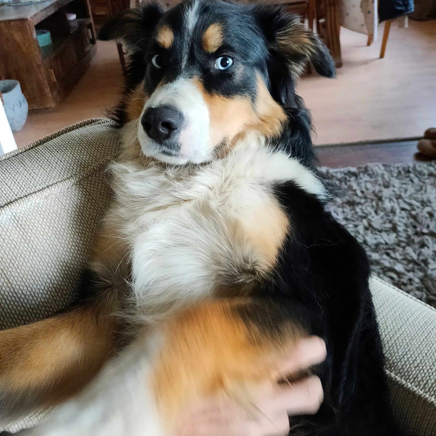 Djinko a rejoint le concours — aidez-le/la à gagner de superbes lots ! dog, couch, living_room, hand, petting, blue_eyes, tricolor, fur, furniture, carpet, wooden_chair, table, blanket, indoor, cozy, person_hand, relaxing, animal, domestic, home