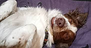 Mocha is registered to the contest to win money with this photo: animal, blanket, brown_fur, canine, closeup, companion, cute, dog, domestic_animal, ears, fur, indoor, lying_down, paw, pet, relaxed, resting, sleeping, snout, white_fur