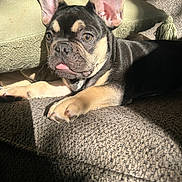 Kash joined the competition — help win amazing prizes! adorable, animal, brown_eyes, closeup, companion, couch, cute, dog, ears, french_bulldog, fur, indoor, laying_down, pet, puppy, relaxing, small_dog, sunlight, texture, tongue