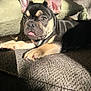 adorable, animal, brown_eyes, closeup, companion, couch, cute, dog, ears, french_bulldog, fur, indoor, laying_down, pet, puppy, relaxing, small_dog, sunlight, texture, tongue