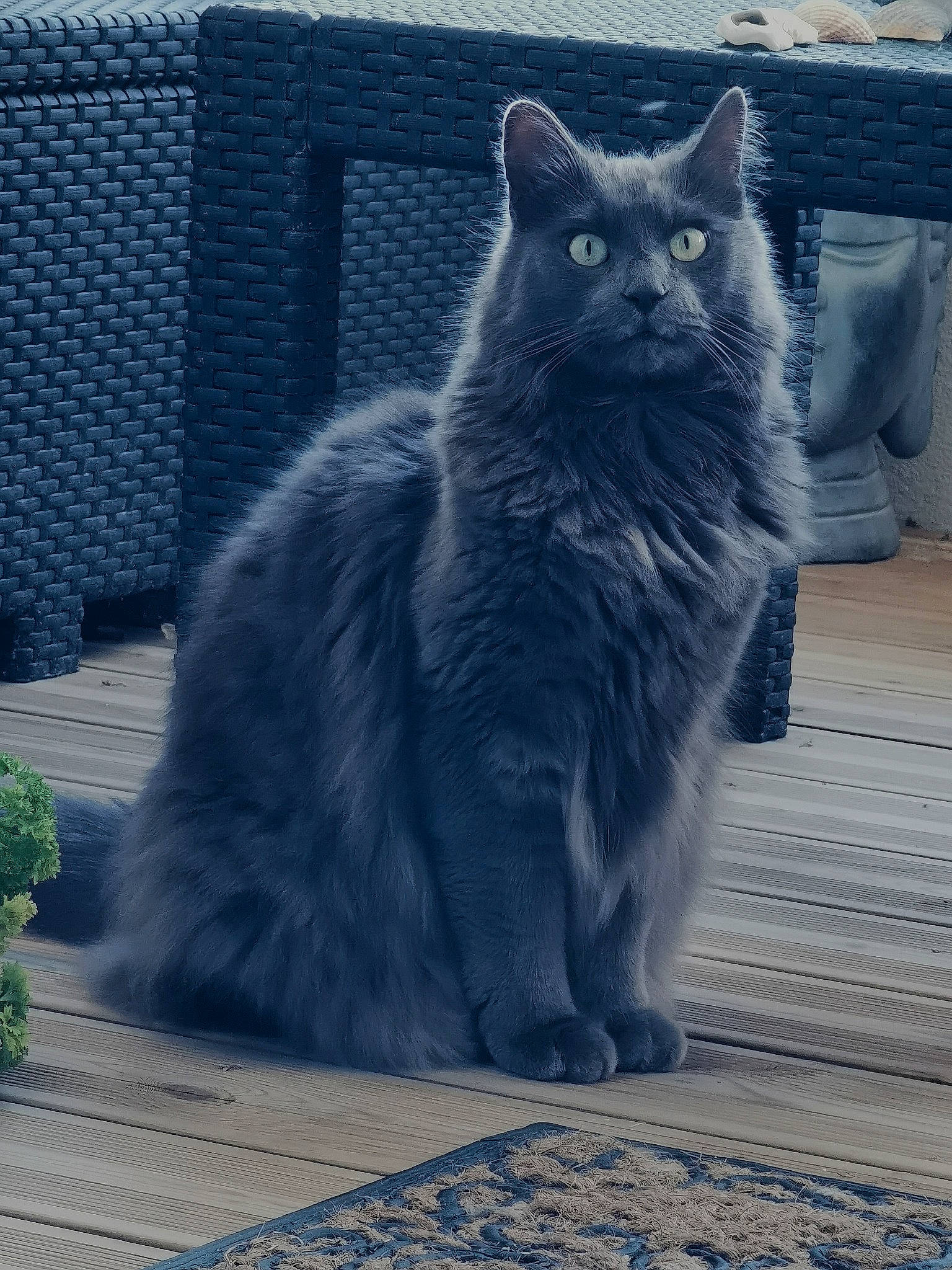 Tyga a rejoint le concours — aidez-le/la à gagner de superbes lots ! automotive_tire, british_longhair, carnivore, cat, domestic_short_haired_cat, electric_blue, felidae, flooring, fur, grey, mesh, paw, sitting, small_to_medium_sized_cats, tail, terrestrial_animal, whiskers