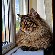 Saber is registered to the contest to win money with this photo: cat, tabby, fluffy, window, windowsill, indoor, pet, feline, fur, green_eyes, resting, looking_out, natural_light, contemplative, animal, closeup, side_view, domestic_cat, calm, cute