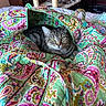 Luna is registered to the contest to win money with this photo: cat, tabby_cat, quilted_bag, paisley_pattern, bed, indoor, furniture, cat_tree, wooden_furniture, pet, cozy, colorful, patterned, curious, animal, resting, domestic, closeup, cute, feline