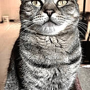 Luna joined the competition — help win amazing prizes! cat, tabby, striped_fur, pet, indoor, animal, feline, sitting, portrait, whiskers, ears, eyes, fur, closeup, domestic, cute, looking_up, face, home, mammal