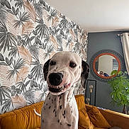 Ulka participe au concours pour gagner de l'argent avec cette photo : canine, couch, curtain, dog, furniture, home_decor, indoor, interior, leaf_pattern, living_room, mirror, person_reflection, pet, photography, pillow, plant, smile, spot, wallpaper, yellow_couch