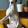 Ulka a rejoint le concours — aidez-le/la à gagner de superbes lots ! animal, armchair, cactus, canine, chair, dalmatian, dog, domestic_animal, furniture, indoor, mustard_yellow, pet, plant, portrait, pot, relaxed, sitting, suitcase, texture, vintage