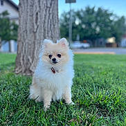 Polar joined the competition — help win amazing prizes! dog, pomeranian, puppy, grass, tree, outdoor, pet, fluffy, cute, small_dog, nature, greenery, collar, animal, canine, summer, daylight, park, fur, sitting