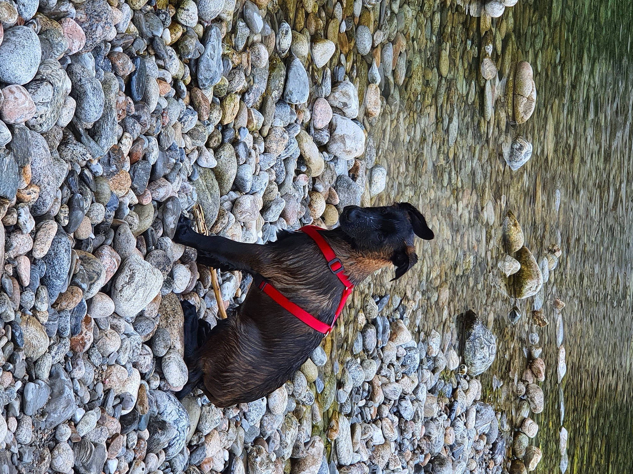 Sysko participe au concours pour gagner de l'argent avec cette photo : adventure, beak, canidae, carmine, carnivore, collar, dog, dog_breed, dog_supply, leash, pattern, pet_supply, plant, rock, shadow, snout, soil, sporting_group, tail, tree