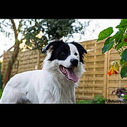 Bono participe au concours pour gagner de l'argent avec cette photo : dog, black_and_white, border_collie, tongue_out, outdoor, garden, fence, greenery, pet, animal, happy, playful, canine, fur, mammal, nature, summer, daylight, portrait, friendly