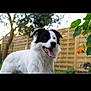 dog, black_and_white, border_collie, tongue_out, outdoor, garden, fence, greenery, pet, animal, happy, playful, canine, fur, mammal, nature, summer, daylight, portrait, friendly