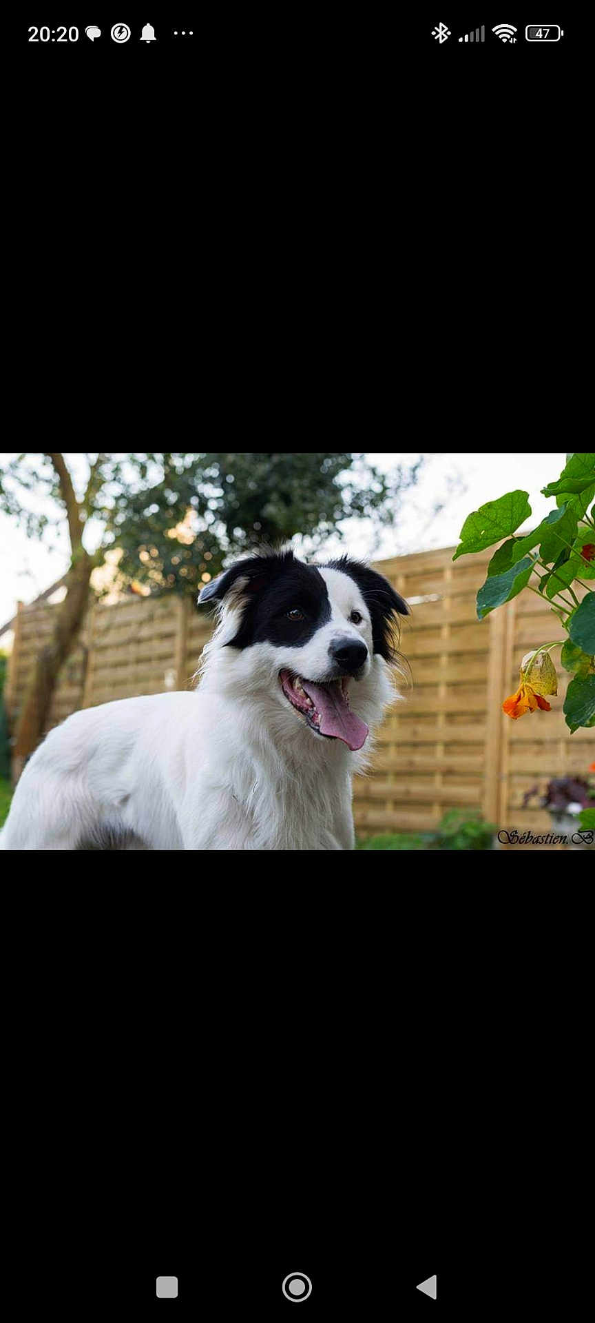 Bono participe au concours pour gagner de l'argent avec cette photo : dog, black_and_white, border_collie, tongue_out, outdoor, garden, fence, greenery, pet, animal, happy, playful, canine, fur, mammal, nature, summer, daylight, portrait, friendly