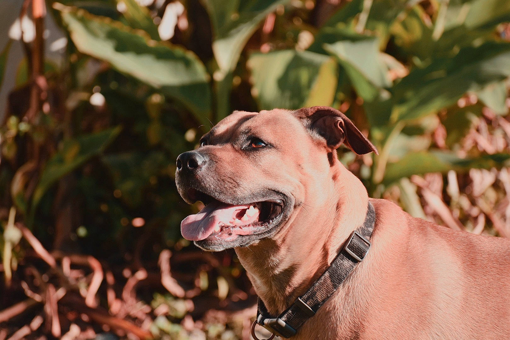 Diesel joined the competition — help win amazing prizes! canidae, carnivore, collar, companion_dog, dog, dog_breed, dog_collar, dog_supply, fashion_accessory, fawn, fur, grass, leash, pet_supply, plant, snout, sporting_group, whiskers, working_animal, working_dog