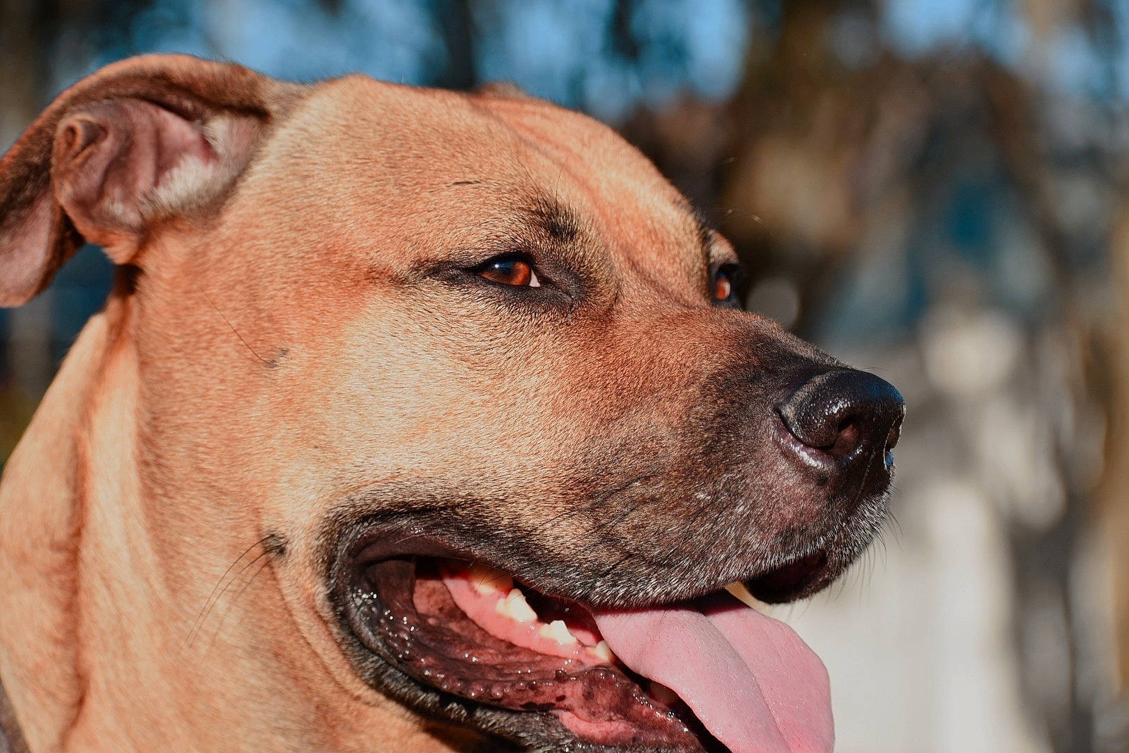 Diesel joined the competition — help win amazing prizes! ancient_dog_breeds, canidae, carnivore, collar, companion_dog, dog, dog_breed, dog_collar, eye, fawn, guard_dog, hunting_dog, molosser, non_sporting_group, snout, sporting_group, whiskers, working_animal, working_dog, wrinkle