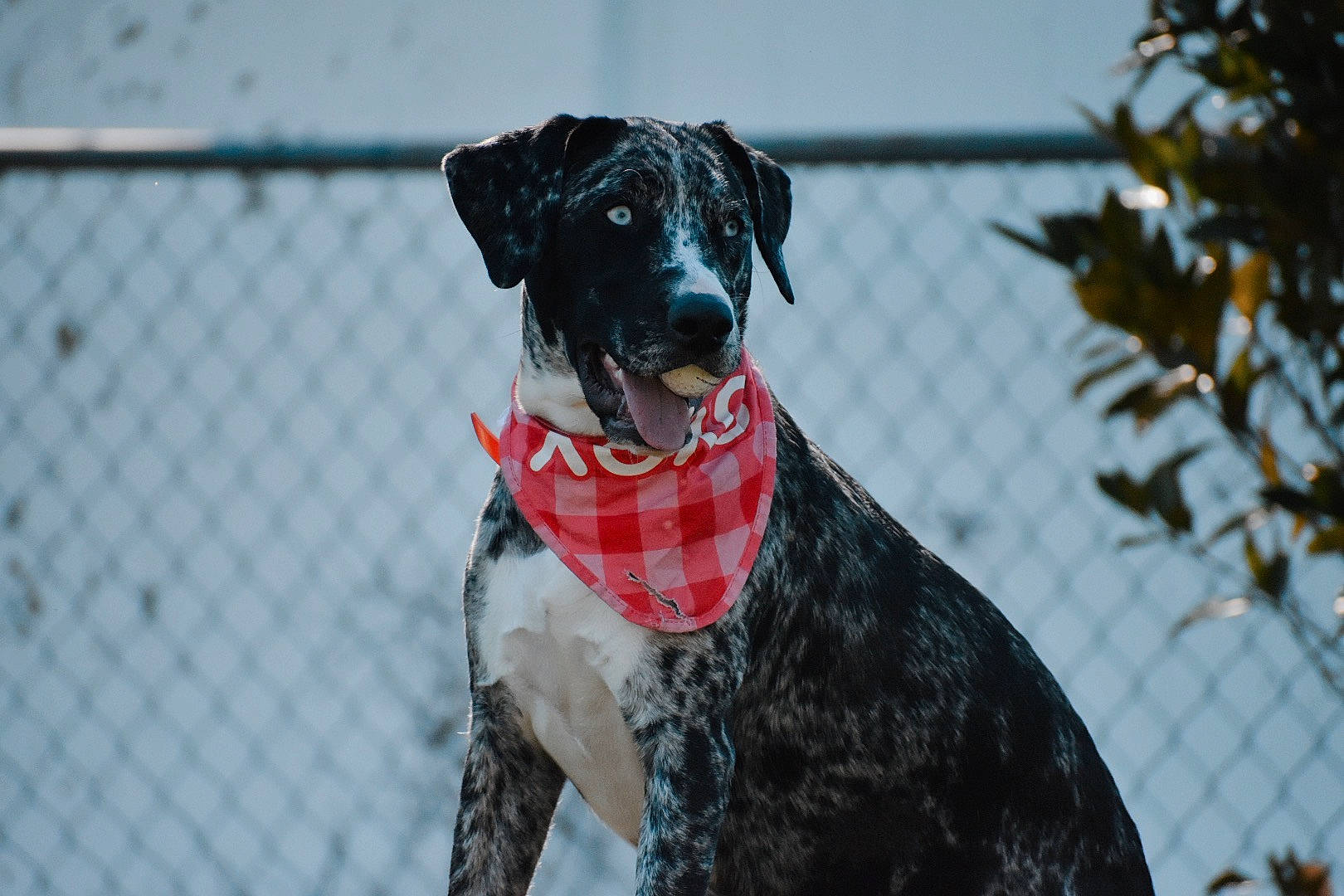 Evie joined the competition — help win amazing prizes! canidae, carnivore, collar, companion_dog, dog, dog_breed, dog_collar, dog_supply, event, fence, fur, leash, mesh, pet_supply, snout, snow, sporting_group, winter, wire_fencing, working_animal