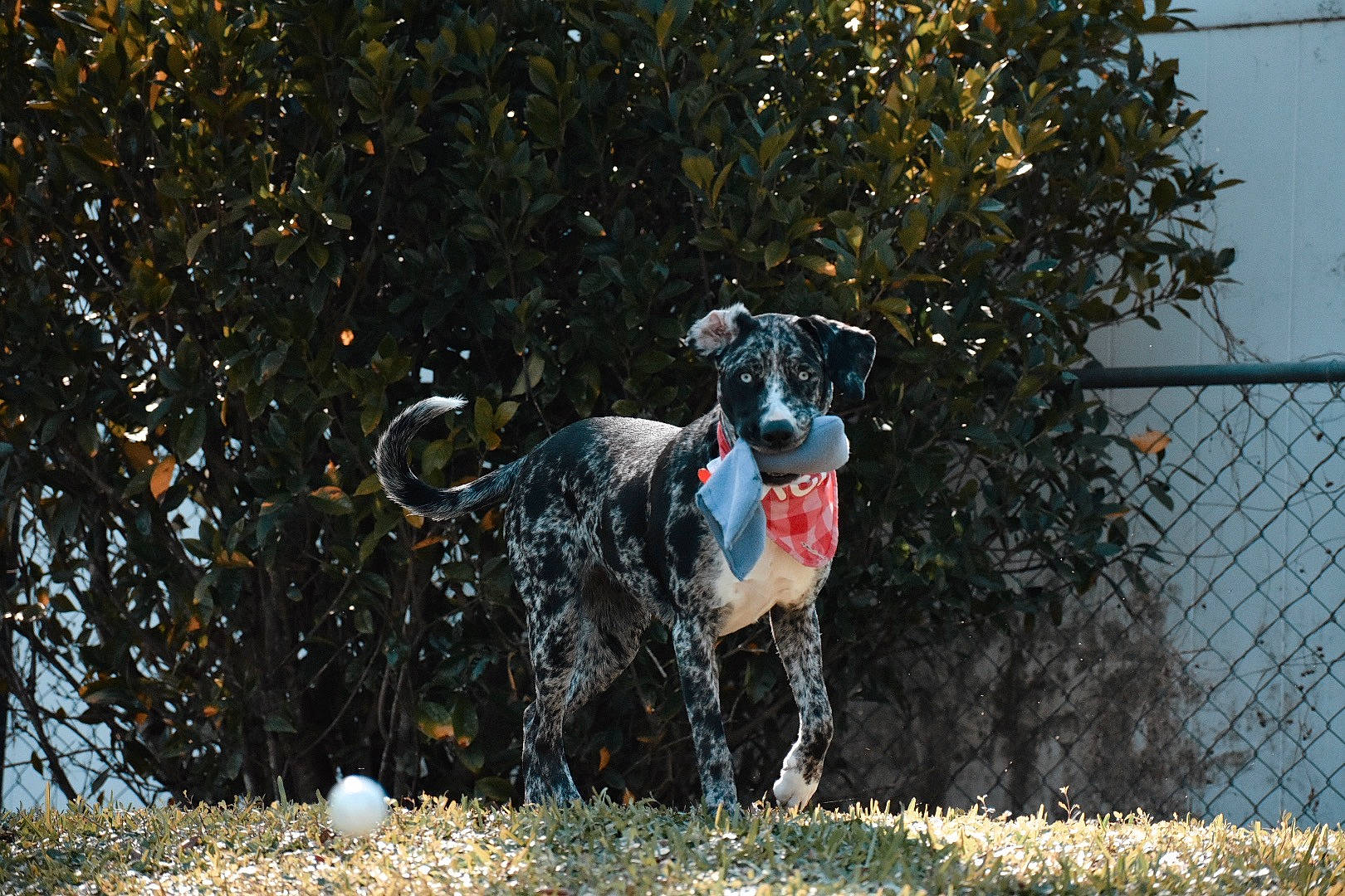 Evie joined the competition — help win amazing prizes! ball, canidae, carnivore, collar, companion_dog, dog, dog_breed, dog_collar, dog_supply, fawn, fence, grass, gun_dog, mesh, plant, snout, sporting_group, tail, tree, working_animal