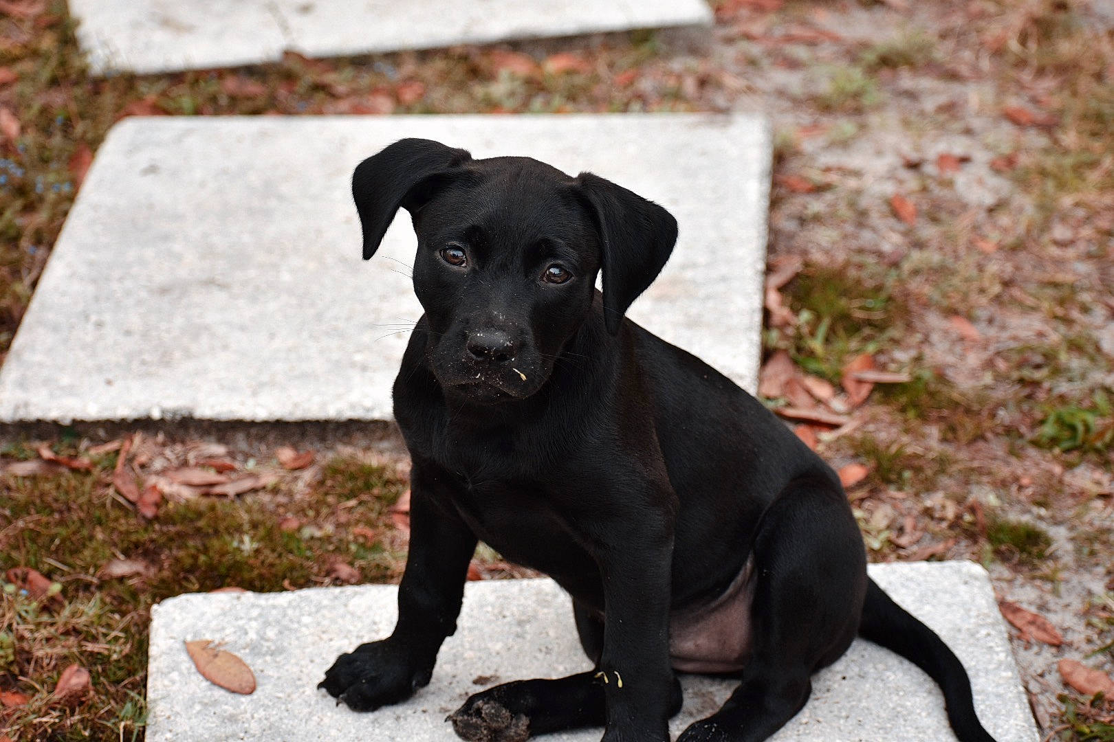 Marley joined the competition — help win amazing prizes! borador, canidae, carnivore, collar, companion_dog, dog, dog_breed, dog_collar, fawn, fur, gun_dog, hunting_dog, liver, snout, sporting_group, terrestrial_animal, whiskers, working_animal