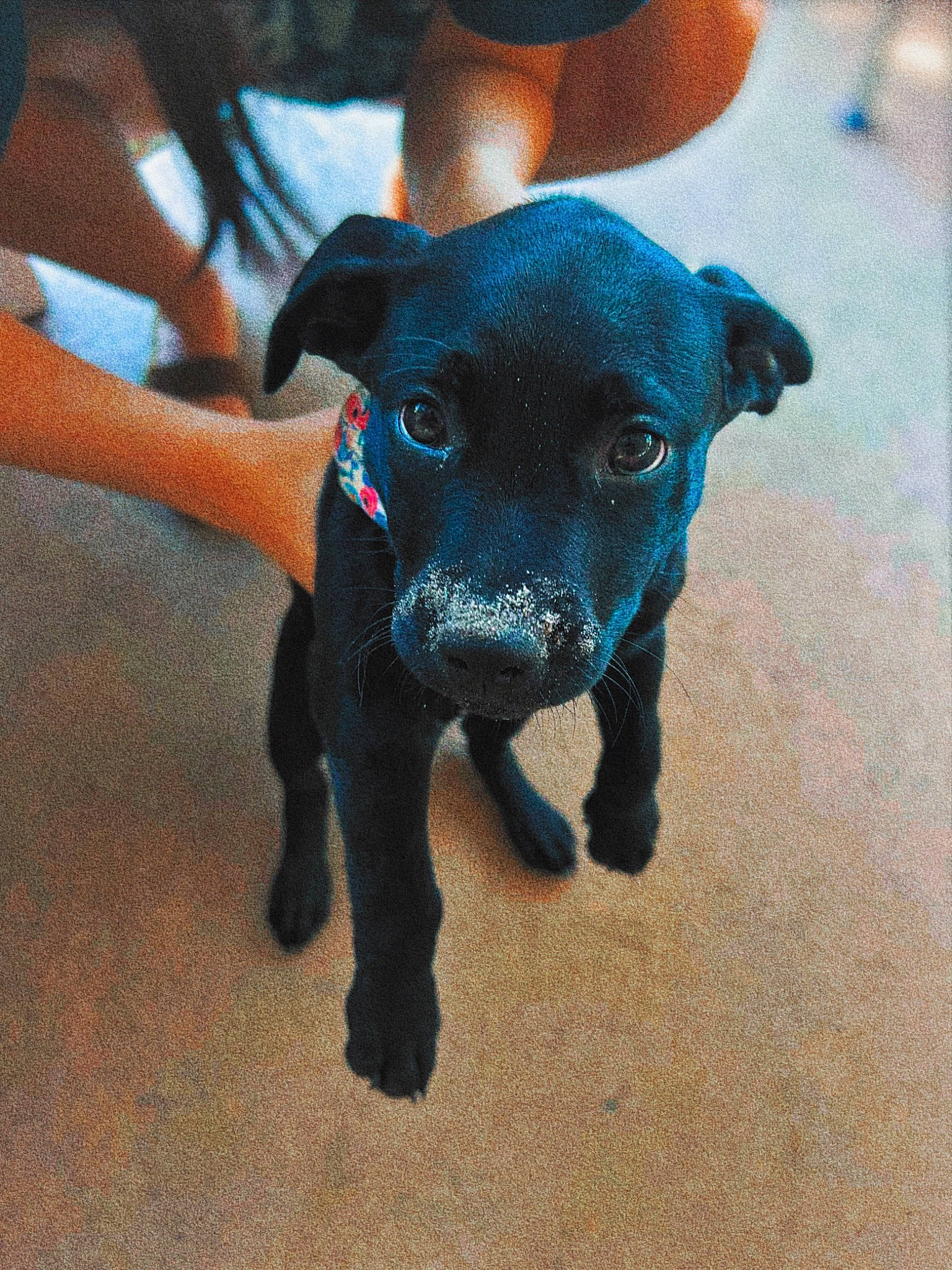 Marley joined the competition — help win amazing prizes! borador, canidae, carnivore, collar, companion_dog, dog, dog_breed, dog_collar, electric_blue, fawn, fur, guard_dog, paw, pet_supply, snout, sporting_group, tail, whiskers, working_animal, working_dog