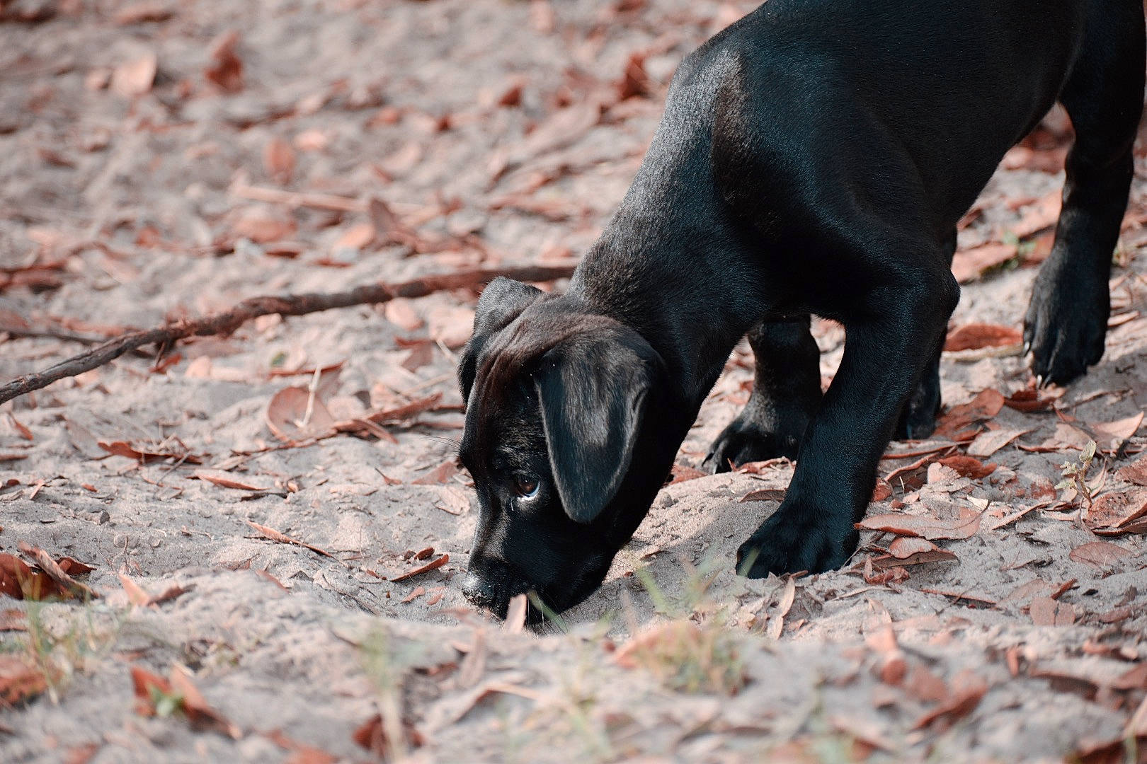 Marley is registered to the contest to win money with this photo: california_sea_lion, canidae, carnivore, claw, dog_breed, fur, fur_seal, grass, marine_mammal, seal, snout, soil, sporting_group, tail, terrestrial_animal, whiskers, wildlife, wood