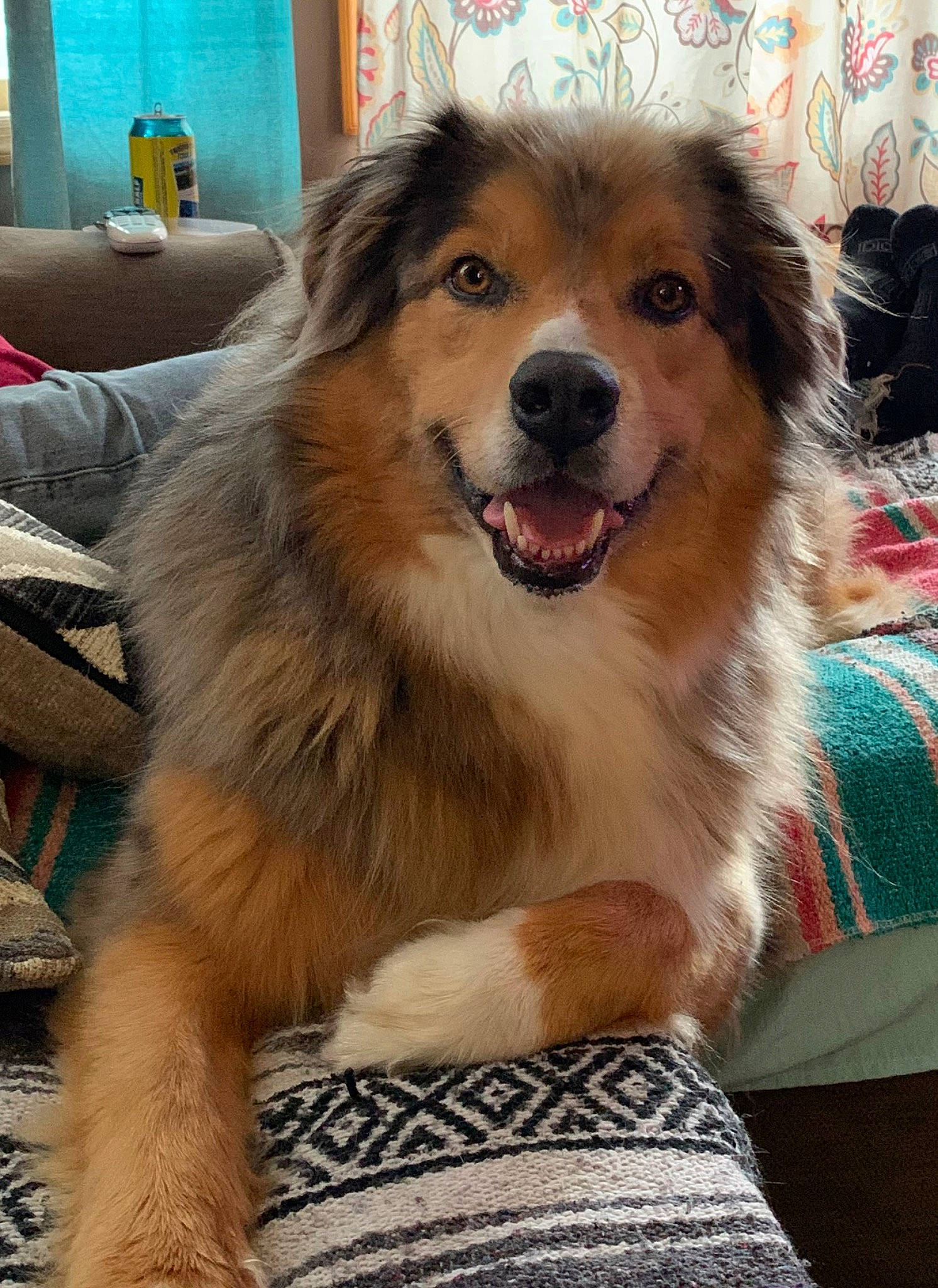 Angus is registered to the contest to win money with this photo: ancient_dog_breeds, canidae, carnivore, companion_dog, couch, dog, dog_breed, dog_supply, fur, herding_dog, smile, snout, sporting_group, whiskers, working_dog