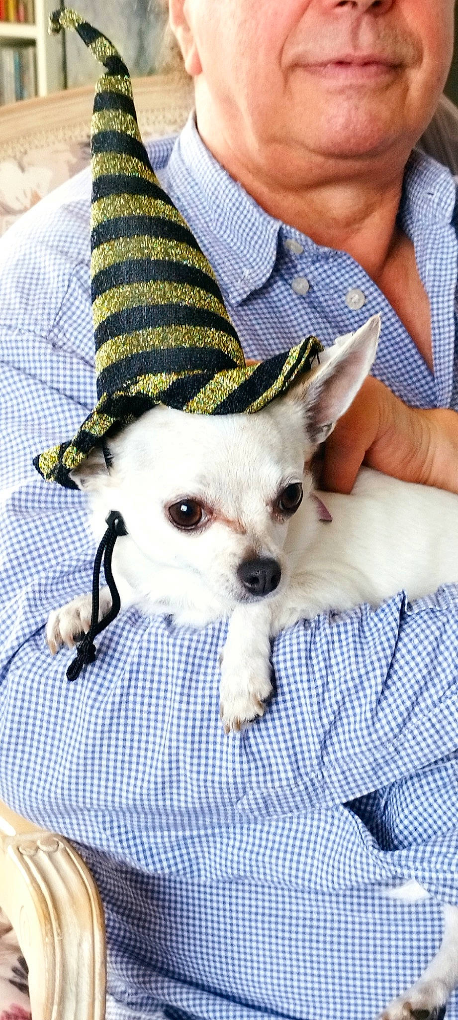 Chloé a rejoint le concours — aidez-le/la à gagner de superbes lots ! canidae, carnivore, chihuahua, companion_dog, costume_hat, dog, dog_breed, dog_clothes, dog_supply, fashion_accessory, fawn, fur, hat, pattern, snout, sunglasses, toy_dog, whiskers, white, working_animal