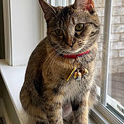 Cleo joined the competition — help win amazing prizes! cat, tabby, pet, animal, windowsill, collar, bells, indoor, window, curious, feline, whiskers, ears, fur, sitting, natural_light, closeup, domestic_cat, looking_out, house
