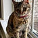 Cleo