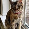 cat, tabby, pet, animal, windowsill, collar, bells, indoor, window, curious, feline, whiskers, ears, fur, sitting, natural_light, closeup, domestic_cat, looking_out, house