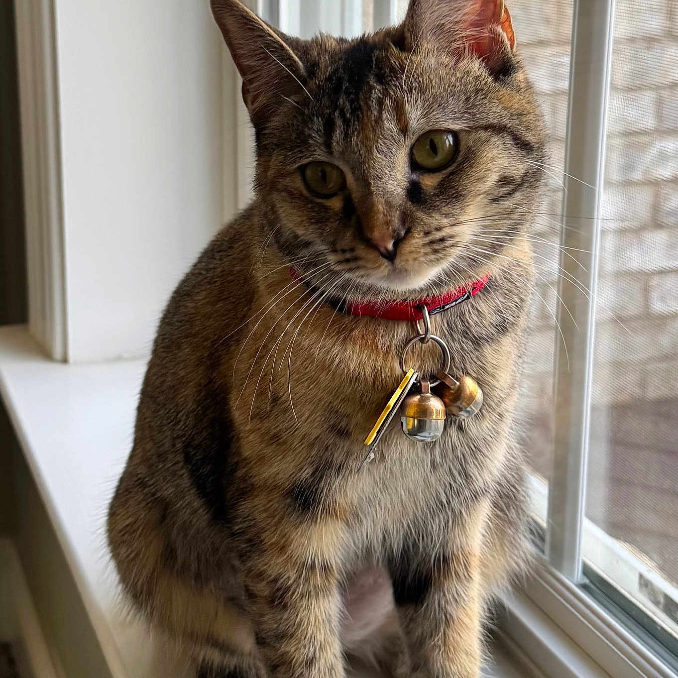 Cleo joined the competition — help win amazing prizes! cat, tabby, pet, animal, windowsill, collar, bells, indoor, window, curious, feline, whiskers, ears, fur, sitting, natural_light, closeup, domestic_cat, looking_out, house