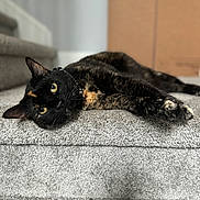 Xena is registered to the contest to win money with this photo: cat, tortoiseshell, carpet, stairs, indoor, pet, animal, feline, relaxed, laying_down, curious, eyes, whiskers, fur, head_tilt, close_up, cozy, home, domestic, cute