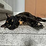cat, tortoiseshell, carpet, stairs, indoor, pet, animal, feline, relaxed, laying_down, curious, eyes, whiskers, fur, head_tilt, close_up, cozy, home, domestic, cute