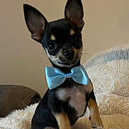 Artus a rejoint le concours — aidez-le/la à gagner de superbes lots ! puppy, dog, bow_tie, black_and_tan, small_dog, cute, pet, fluffy_blanket, indoor, sitting, portrait, animal, ears, fur, looking_at_camera, adorable, young_dog, domestic_animal, companion, friend