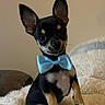 puppy, dog, bow_tie, black_and_tan, small_dog, cute, pet, fluffy_blanket, indoor, sitting, portrait, animal, ears, fur, looking_at_camera, adorable, young_dog, domestic_animal, companion, friend