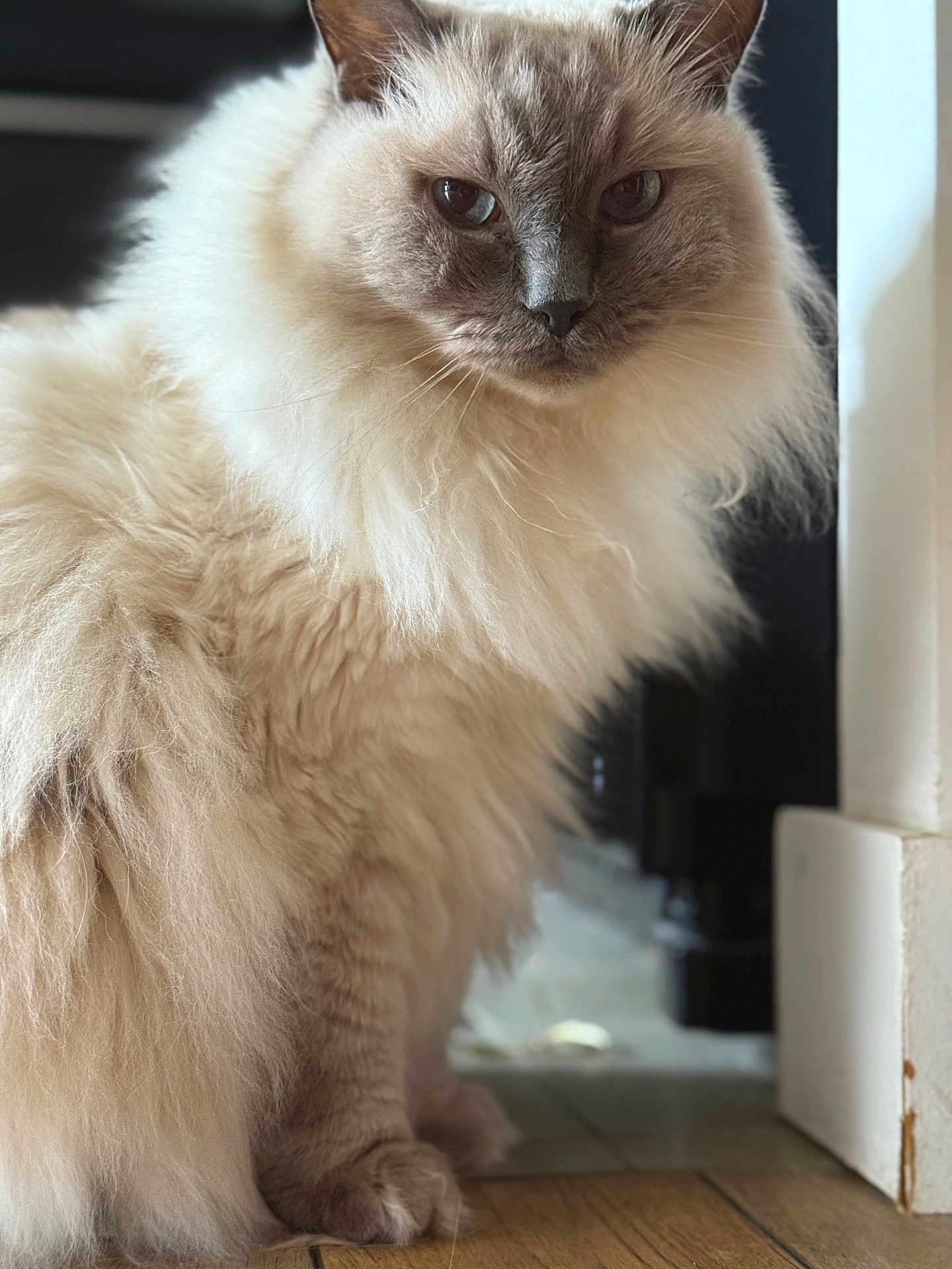 Hermine