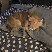 Hunter a rejoint le concours — aidez-le/la à gagner de superbes lots ! animal, bed, blanket, canine, comfort, cozy, cute, dog, domestic_animal, fur, fur_texture, indoor, pet, polka_dot, quiet, relaxation, resting, sleep, sleeping, small_dog