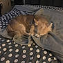 animal, bed, blanket, canine, comfort, cozy, cute, dog, domestic_animal, fur, fur_texture, indoor, pet, polka_dot, quiet, relaxation, resting, sleep, sleeping, small_dog
