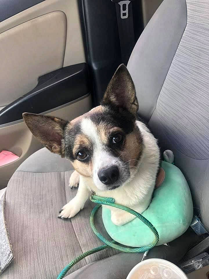 Soldier is registered to the contest to win money with this photo: bowl, canidae, car_seat, carnivore, chair, collar, comfort, companion_dog, dog, dog_breed, dog_supply, door, eye, fawn, snout, sporting_group, tableware, toy_dog, whiskers, working_animal