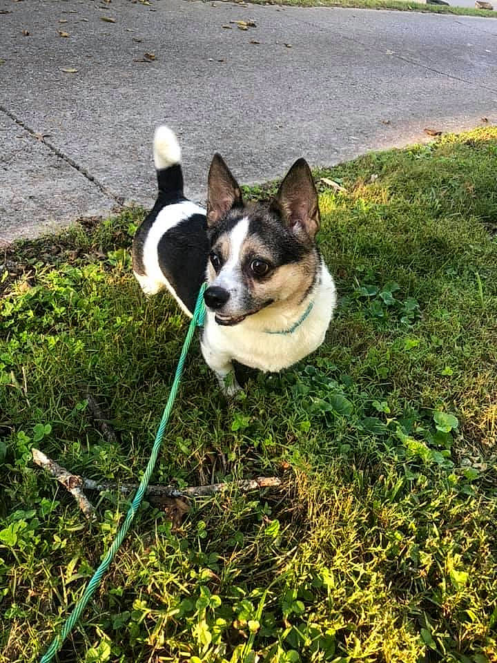 Soldier is registered to the contest to win money with this photo: boston_terrier, carnivore, collar, companion_dog, dog, dog_breed, fawn, grass, groundcover, lawn, leaf, mammal, plant, snout, sporting_group, tail, toy_dog, tree, whiskers, working_animal