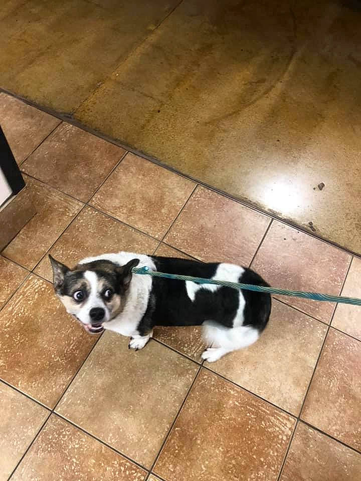 Soldier is registered to the contest to win money with this photo: canidae, carnivore, collar, companion_dog, dog, dog_breed, floor, flooring, fur, hardwood, paw, pet_supply, road_surface, shadow, snout, sporting_group, tail, toy_dog, whiskers, wood