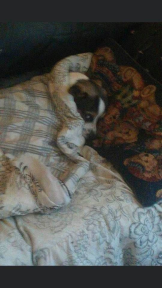 Soldier joined the competition — help win amazing prizes! art, artwork, comfort, companion_dog, dog, drawing, fawn, fur, illustration, linens, painting, pattern, rock, still_life, still_life_photography, tail, visual_arts, watercolor_paint, wood, wool