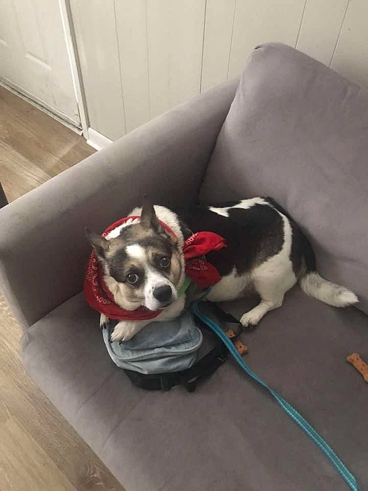 Soldier joined the competition — help win amazing prizes! carnivore, chair, collar, comfort, companion_dog, couch, dog, dog_breed, dog_collar, dog_supply, fawn, floor, flooring, grey, hardwood, pet_supply, snout, tail, wood, working_animal