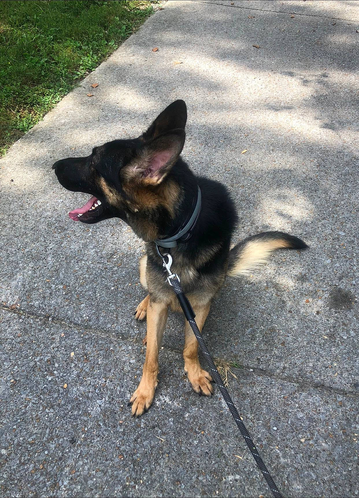 King joined the competition — help win amazing prizes! asphalt, canidae, carnivore, collar, companion_dog, dog, dog_breed, dog_collar, dog_supply, fawn, leash, paw, pet_supply, road_surface, shadow, tail, tar, toy_dog, working_animal, working_dog