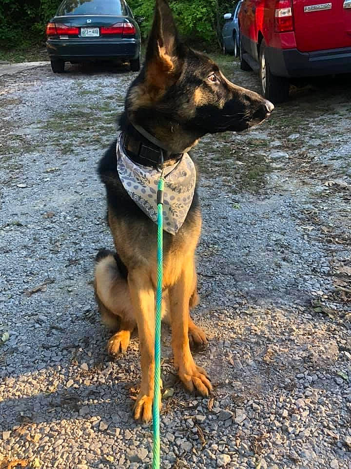 King is registered to the contest to win money with this photo: asphalt, car, carnivore, collar, companion_dog, dog, dog_breed, dog_collar, dog_supply, fawn, german_shepherd_dog, pet_supply, plant, road_surface, tire, tree, vehicle, vehicle_registration_plate, water, working_animal