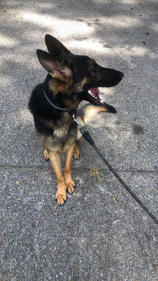 King joined the competition — help win amazing prizes! asphalt, canidae, carnivore, companion_dog, dog, dog_breed, east_european_shepherd, fawn, german_shepherd_dog, guard_dog, herding_dog, old_german_shepherd_dog, paw, road_surface, snout, sporting_group, street_dog, tail, working_dog