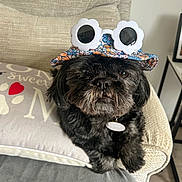 Mollie is registered to the contest to win money with this photo: accessory, animal, armchair, black_dog, casual, companionship, cozy, cushion, cute, dog, flower_pattern, fluffy, furniture, hat, indoor, living_room, pet, portrait, relaxed, sunglasses