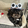 accessory, animal, armchair, black_dog, casual, companionship, cozy, cushion, cute, dog, flower_pattern, fluffy, furniture, hat, indoor, living_room, pet, portrait, relaxed, sunglasses