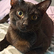 Midnight joined the competition — help win amazing prizes! cat, black_cat, pet, feline, close_up, portrait, whiskers, green_eyes, bed, blanket, indoor, ear, fur, paw, muzzle, curious, wide_eyes, sleepy, domestic_pet, bedding