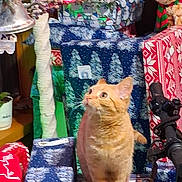 Babi is registered to the contest to win money with this photo: cat, orange_cat, tabby, christmas_presents, gift_wrap, holiday, festive, stuffed_toy, curious, indoor, decorations, pile, wrapped_gifts, holiday_theme, animal, pet, feline, celebration, colorful, cozy