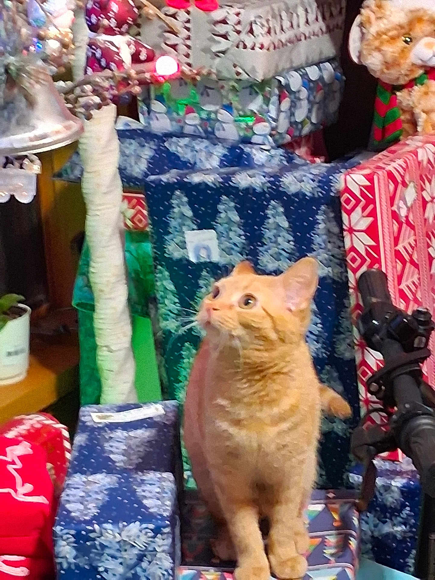 Babi is registered to the contest to win money with this photo: cat, orange_cat, tabby, christmas_presents, gift_wrap, holiday, festive, stuffed_toy, curious, indoor, decorations, pile, wrapped_gifts, holiday_theme, animal, pet, feline, celebration, colorful, cozy